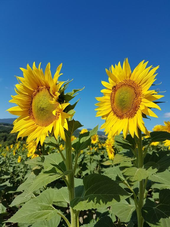 Agriturismo Il Catrino Ponteginori Ngoại thất bức ảnh