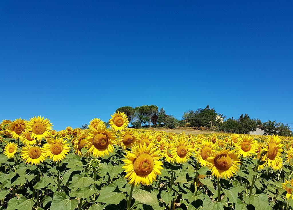 Agriturismo Il Catrino Ponteginori Ngoại thất bức ảnh